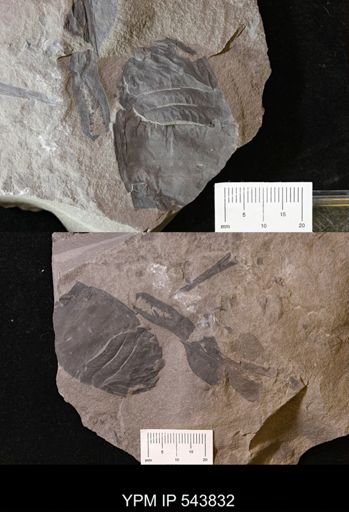 undet. Eurypterida