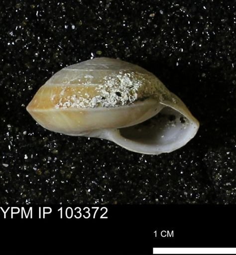 Poecilozonites bermudensis zonatus