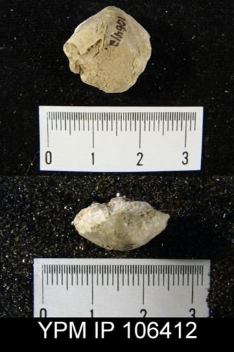 Merista tennesseensis