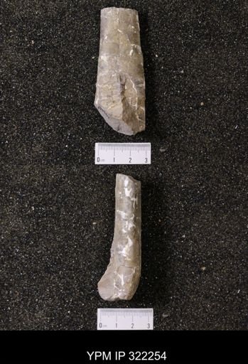 Baculites sp.