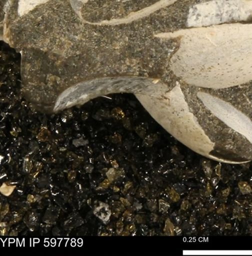 Limopsis striatopunctatus