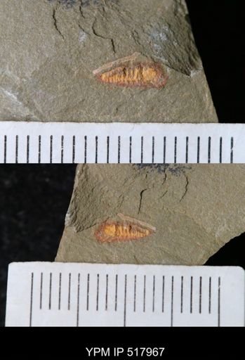 undet. Synziphosurina