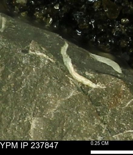 Limopsis striatopunctatus