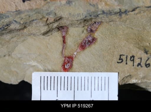 undet. Annelida