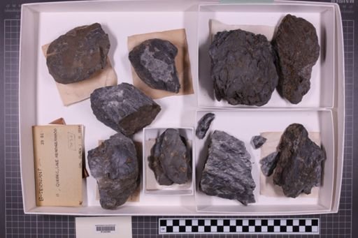 mixed taxa, stratigraphic collection