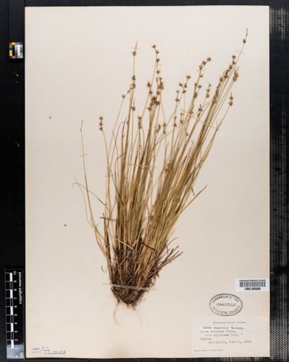 Carex angustior