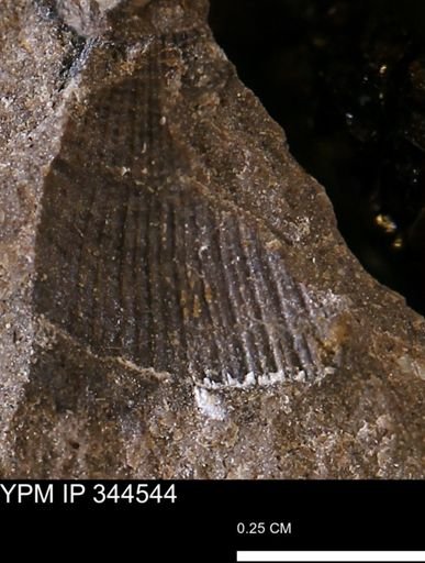 undet. Bivalvia