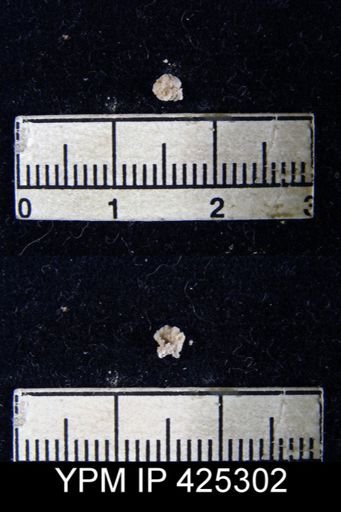 Crenispirifer myllus