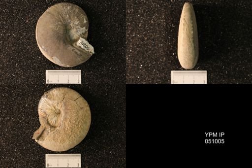 Hoploscaphites nicolletii