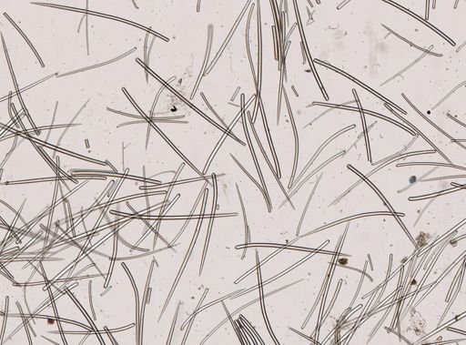 Biemna variantia