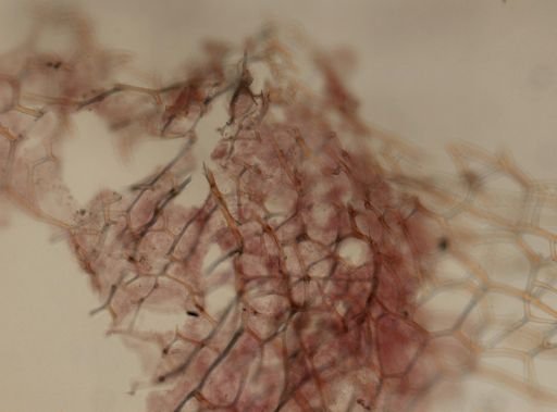 Spongia sp.