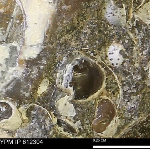 undet. Bivalvia
