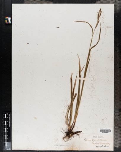 Carex gracillima