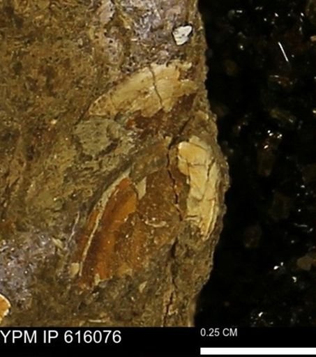 undet. Bivalvia