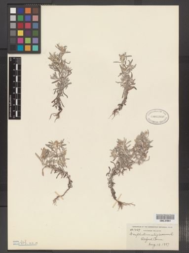 Gnaphalium uliginosum