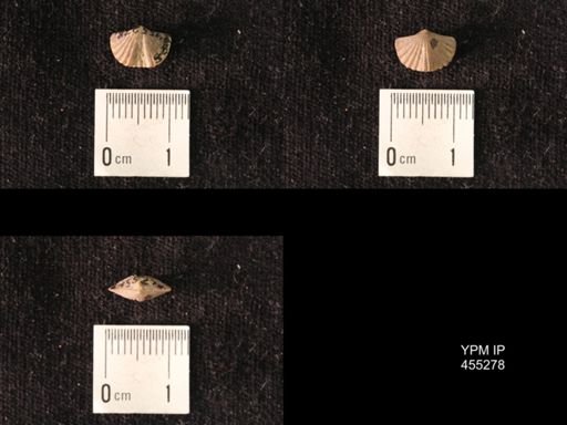 Platystrophia juvenes