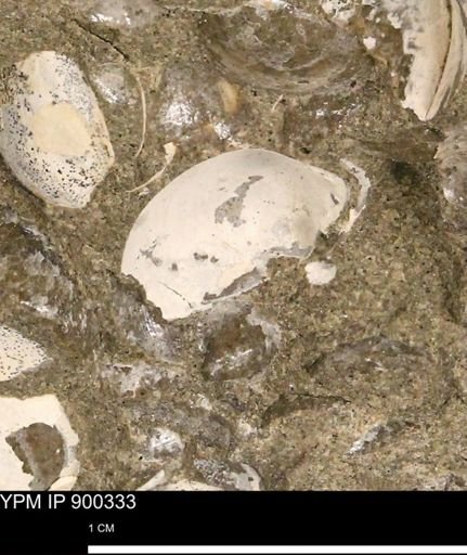 undet. Bivalvia