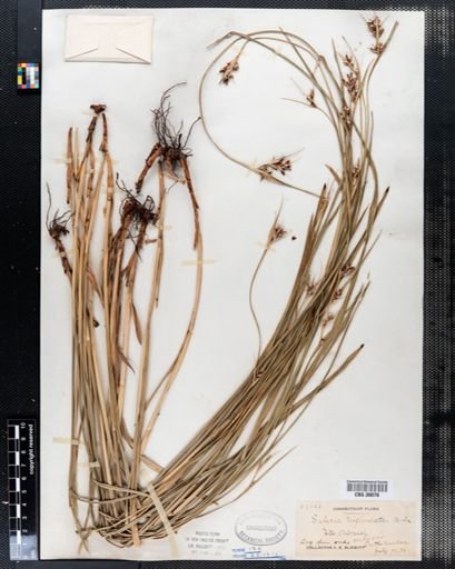 Scleria triglomerata