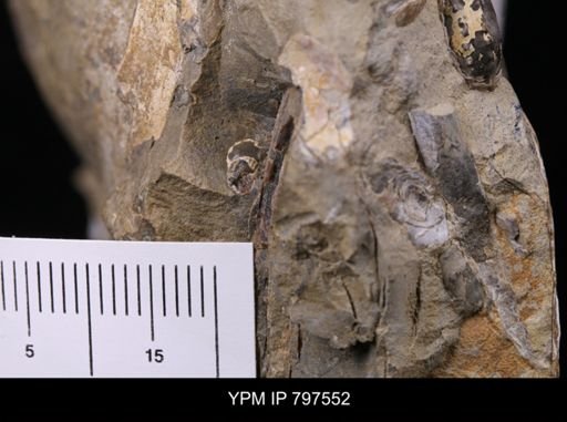 undet. Gastropoda