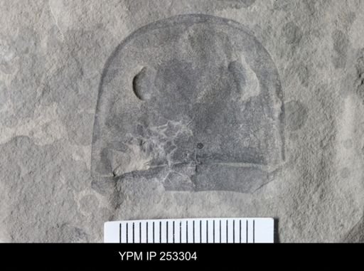 Eurypterus sp.