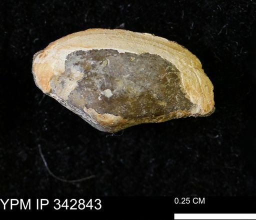 Nuculana sp.