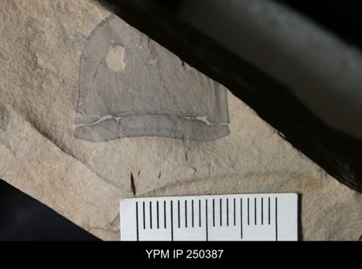 undet. Eurypterida