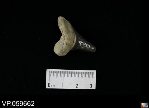Cretoxyrhina mantelli