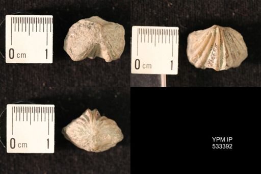 Platystrophia biforata