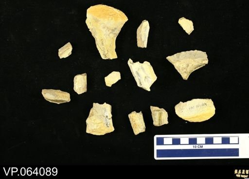 undet. Mosasauridae