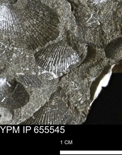 Oxytoma (Hypoxytoma) nebrascana