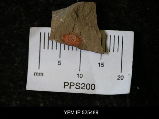undet. Synziphosurina