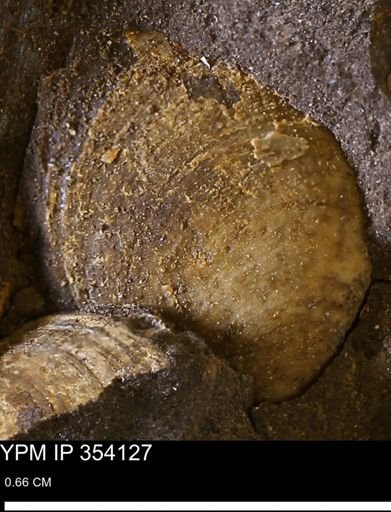 undet. Bivalvia