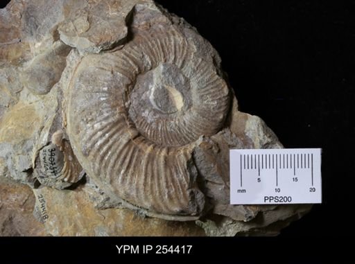 Prionocyclus hyatti?
