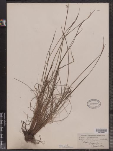 Sisyrinchium mucronatum