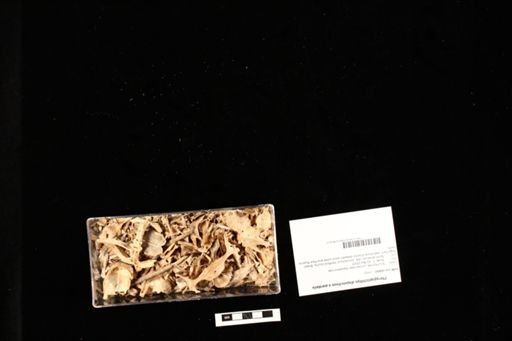 Pterygoplichthys disjunctivus x pardalis