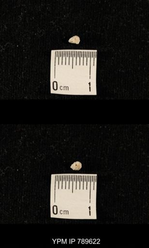 undet. Bryozoa