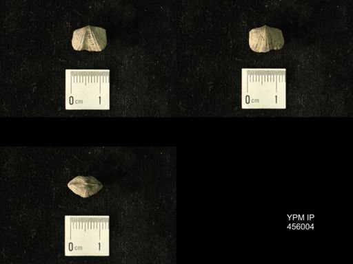 Platystrophia amoena