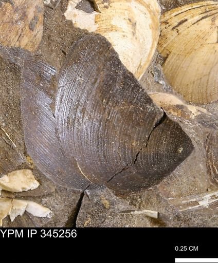 Limopsis striatopunctatus