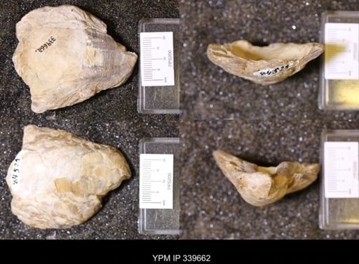 Ostrea sp.