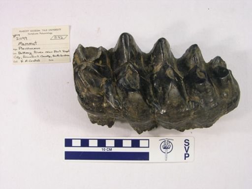 Mammut americanum