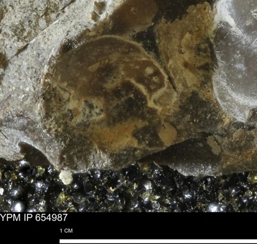 Protocardia