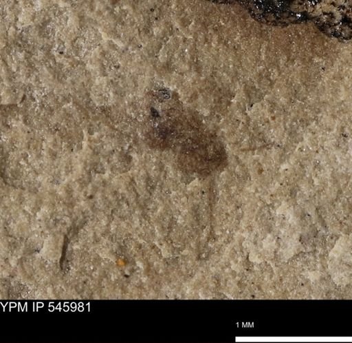 taxon undetermined