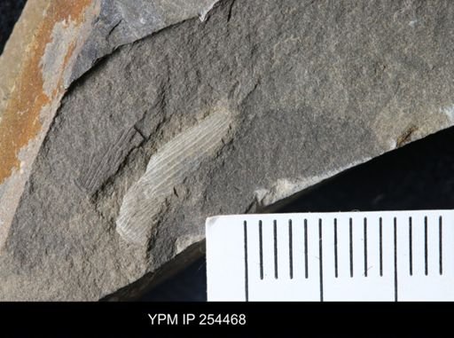 Gonatocaris sp.