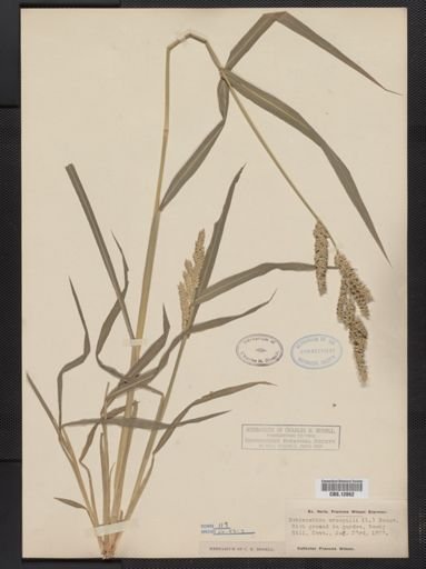 Echinochloa crus-galli