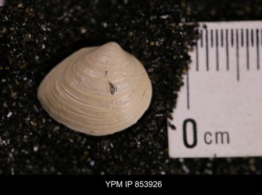 Limopsis striatopunctatus