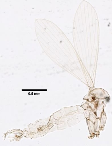 Lutzomyia carrerai