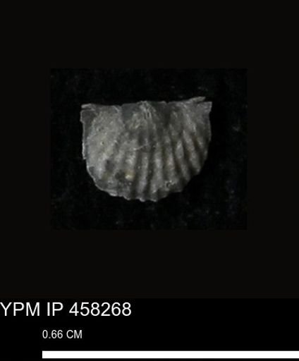Chonetes mucronatus