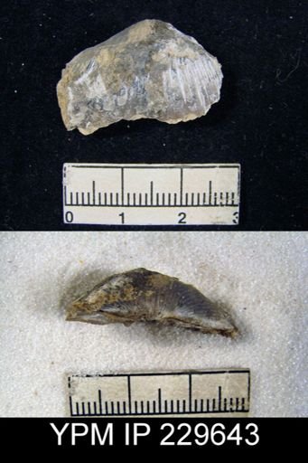 Spirifer occidentalis