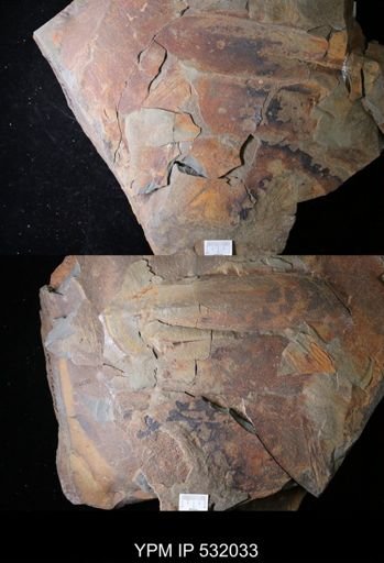 Pseudoangustidontus izdigua