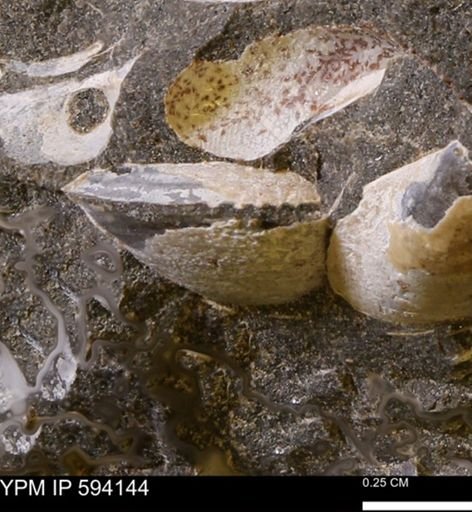 Limopsis? striatopunctatus
